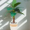 شجرة الفامبخيا الصناعية| تصميم أنيق لديكور منزلك أو مكتبك