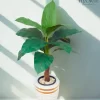 شجرة الفامبخيا الصناعية| تصميم أنيق لديكور منزلك أو مكتبك