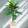 شجرة الفامبخيا الصناعية| تصميم أنيق لديكور منزلك أو مكتبك