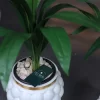 🌿 شجرة الذرة الصناعية - لمسة استوائية أنيقة تدوم طويلاً!