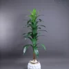 🌿 شجرة الذرة الصناعية - لمسة استوائية أنيقة تدوم طويلاً!