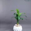 🌿 شجرة الذرة الصناعية - لمسة استوائية أنيقة تدوم طويلاً!