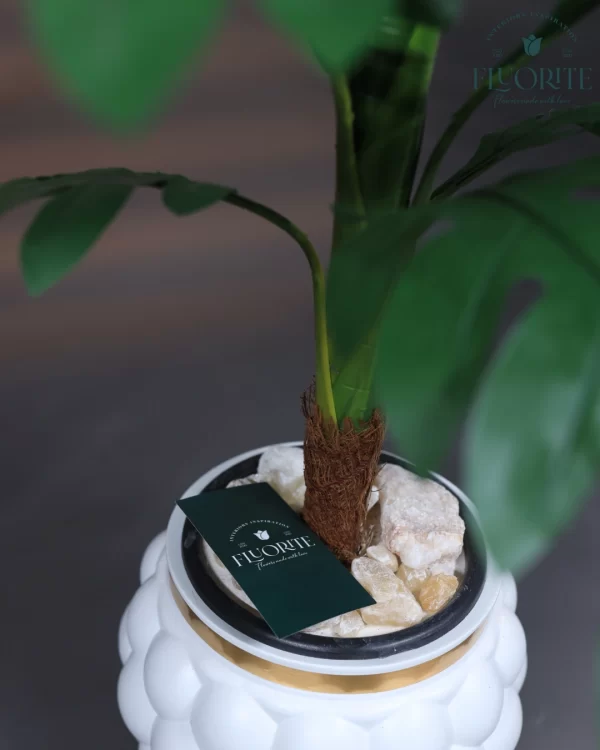 🌿 شجرة المونستيرا الصناعية - لمسة استوائية تدوم طويلاً