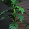 🌿 شجرة المونستيرا الصناعية - لمسة استوائية تدوم طويلاً