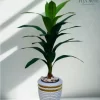 🌿 شجرة الذرة الصناعية - لمسة استوائية أنيقة تدوم طويلاً!