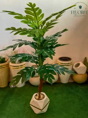 شجرة المونستيرا