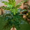 🌿 شجرة المونستيرا الصناعية - لمسة استوائية تدوم طويلاً